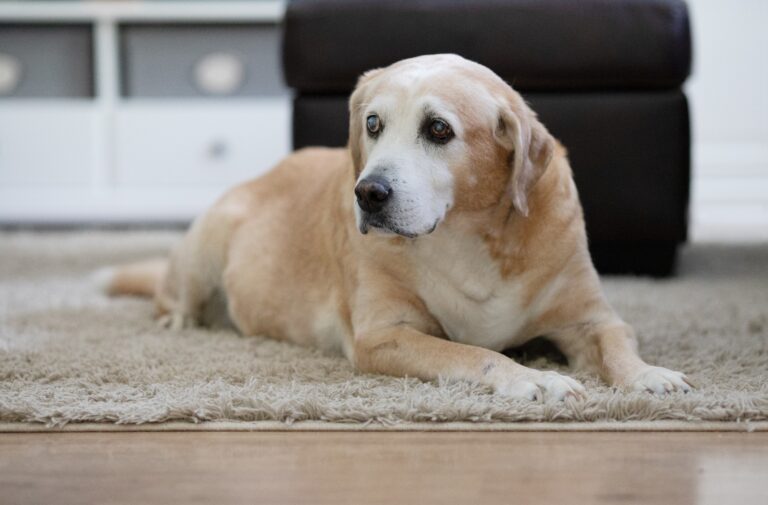 Senior Dog Incontinence and how to Deal With It