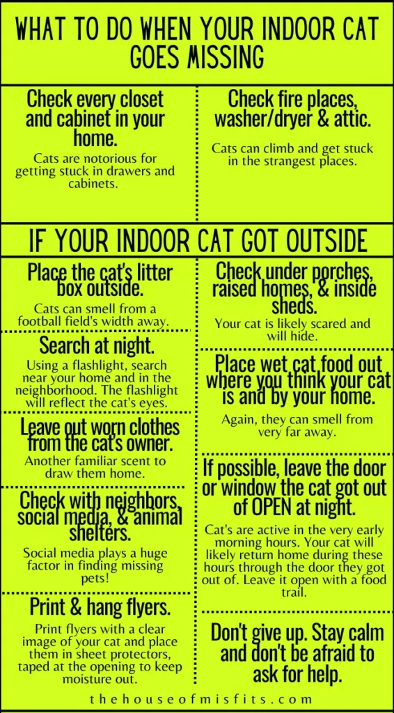 What To Do When Your Indoor Cat Goes Missing