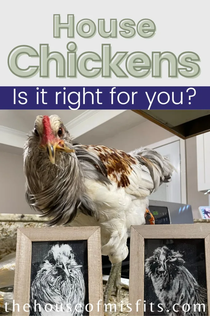 House chickens: Is it right for you?