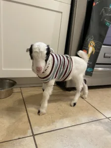 Baby goat in a sweater