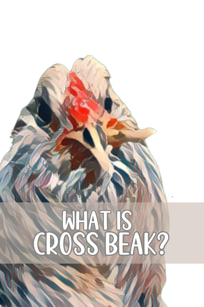 Example of a cross beak chicken.